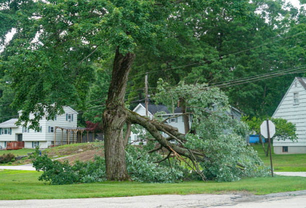 Trusted Brownwood, TX Tree Removal Experts